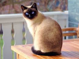 What is the deal with siamese cats
