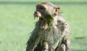 Sex crazed monkeys of the nile