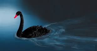 the covid 19 - is it a black swan?