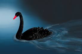 covid 19 - is it a black swan?