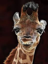Omg! The Best Giraffe Ever!