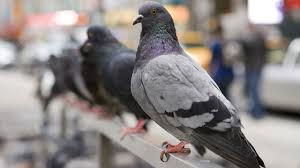 hidden life of pigeons