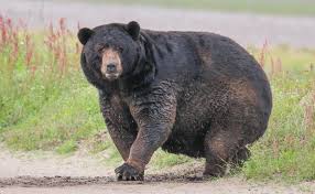 Bear Is Bound To Make An Impact In Your Business