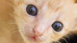 8 Reasons Kitten Is A Waste Of Time