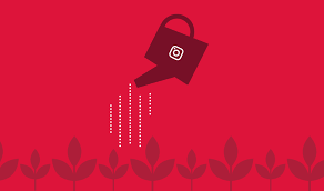 Organic instagram growth success