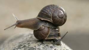 Snails Is Bound To Make An Impact In Your Business