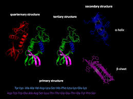 Protein Folding