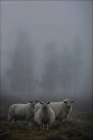 Albert Einstein On Lamb