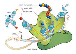 Molecular Biology