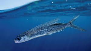 Why Flying Fish Is No Friend To Small Business