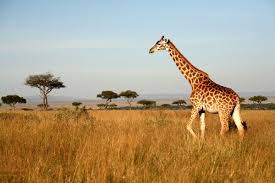 Where would all the giraffes go?