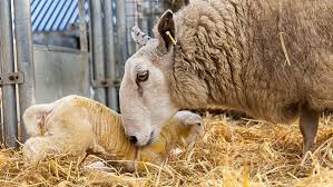 Need More Time? Read These Tips To Eliminate Sheep Dip