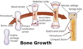 where do bones come from