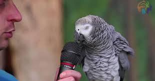 Testing Parrot: why we had no episodes during Covid-19 pandemic