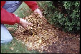 Have You Heard? Manure Is Your Best Bet To Grow