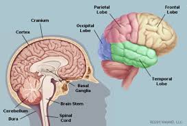 The human brain