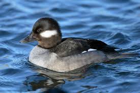 Ducks