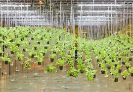 Hydroponic Gardening