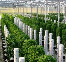 True Garden
