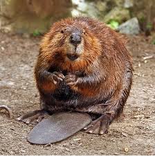 Beavers and other large rodents