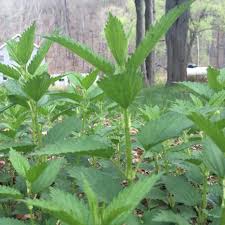 Stinging nettles