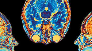 neuroscience cognition