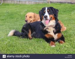 Bernese mountain dog friendship