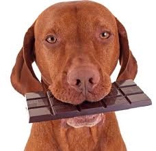 Can dogs eat chocolate?