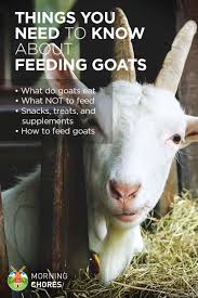 Can I feed hay or grass to my miniature goat?