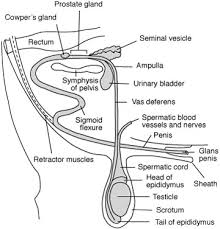 Reproductive and sexual organs in bovine bulls