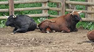 Testosterone levels in fighting bovine spanish bulls, is that high or low??