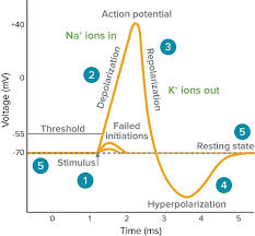 Cell Action potential