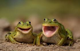 happy frogs