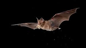 bats