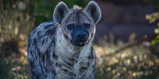 Read These 8 Tips About Striped Hyena To Double Your Business