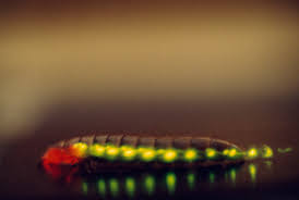 Railroad Worm: What A Mistake!