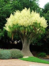 El elefante come flores de cualquier jardin
