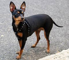 Raza de perro Pinscher