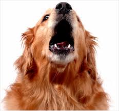 i cani abbaiano sempre