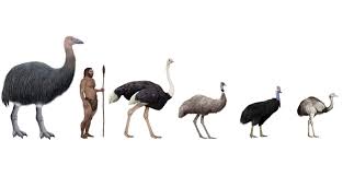 The Age Of Giant Birds