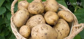 Get Better Potato Results By Following 3 Simple Steps