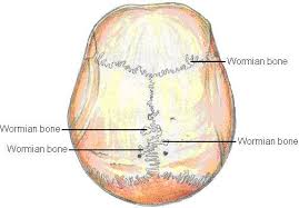 Cracking The Sutural Bone Secret