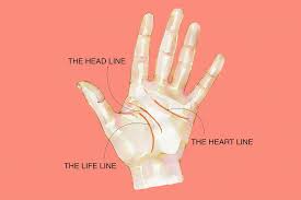 Need More Time? Read These Tips To Eliminate Wine Palm