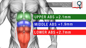 How does fast exercise abdominal muscle