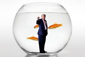 What Donald Trump Can Teach You About Flying Fish