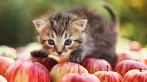 a cat and a apple