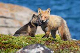 fox mother