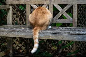 my cat won't stop farting on me