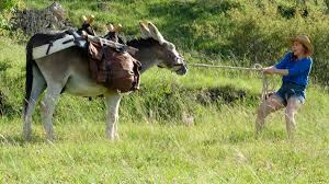 James Bond Just Got Better Donkey Results By Following 3 Simple Steps