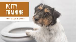 You can't predict when and where your dog needs to go to the bathroom Toilet training dogs can be a difficult task. The dog should have its own permanent place The process will be long but rewarding for you and him